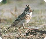 町の鳥「ひばり」