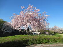 吉岡町ふれあいやすらぎ公園