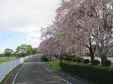 しだれ桜並木