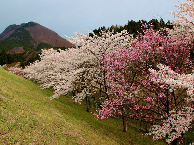 船尾自然公園バーベキュー広場／観光／吉岡町観光情報／桜・花見／配達／BBQ ／バーベキューレンタル